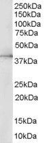 ERK2 antibody, Internal