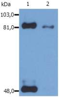 STAT1 (phospho Ser727) antibody [PSM1]