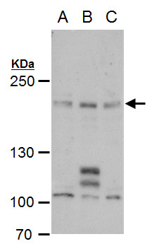 PCF11 antibody