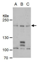 PCF11 antibody