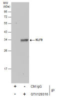 KLF9 antibody