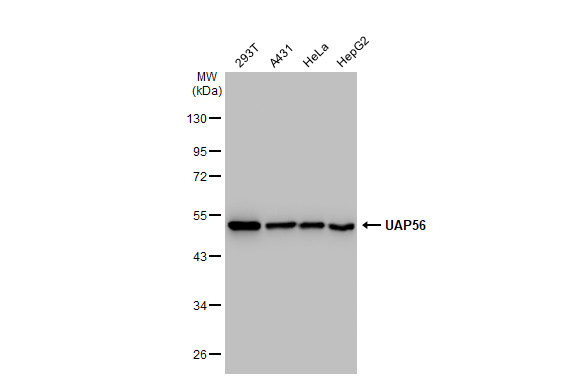 UAP56 antibody [GT1320]