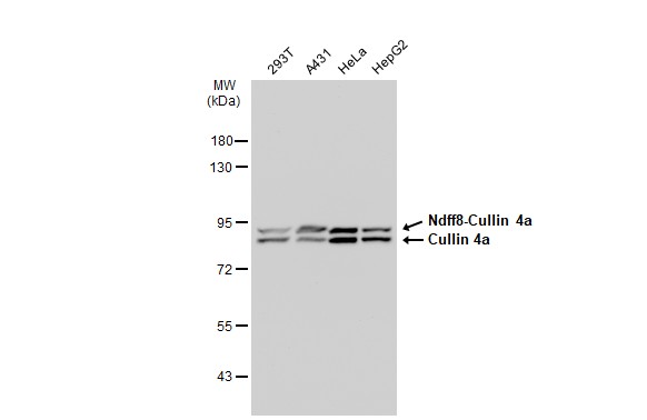 Cullin 4a antibody [JU07-33]