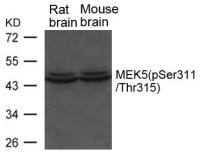 MEK5 (phospho Ser311/ Thr315) antibody