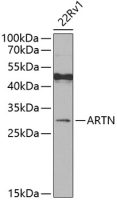 Artemin antibody