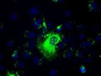 PROM2 antibody [14D1]