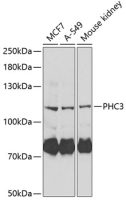 PHC3 antibody