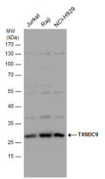 TXNDC9 antibody