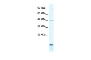 P2X6 antibody, N-term