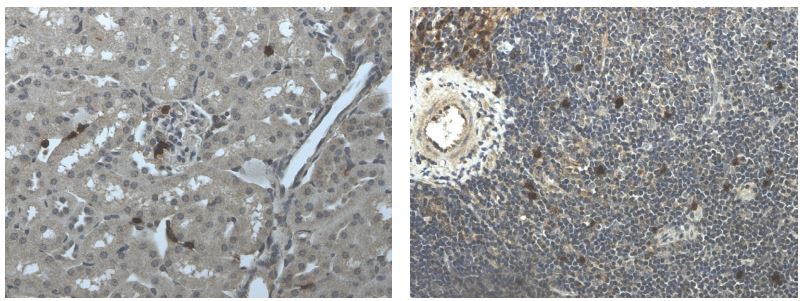 Ly6g antibody [6D17]