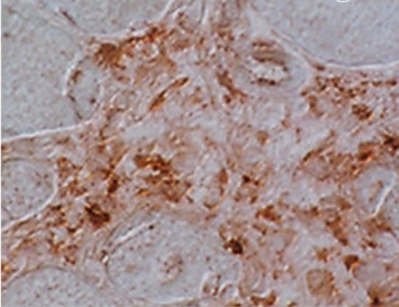 Klotho antibody [4F54]