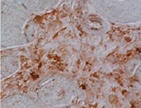 Klotho antibody [4F54]