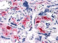 Nkx3.1 antibody [4H4]