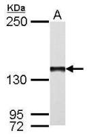 DNA polymerase gamma antibody [N1N2], N-term