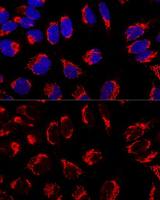 Mitofilin antibody