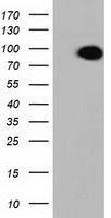 ALDH1L1 antibody [1H6]