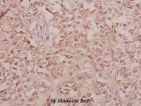 Arylsulfatase F antibody