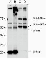 Shha antibody