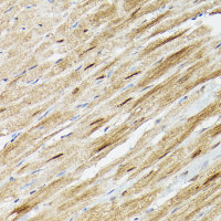 PSMA3 antibody