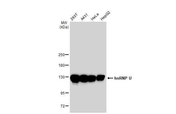 hnRNP U antibody [GT1242]