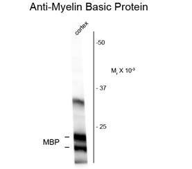 Myelin basic protein antibody