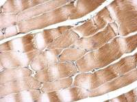 SIL1 antibody [N1N3]