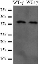 Casp3b antibody