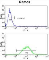 PCM1 antibody, Internal