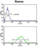 PCM1 antibody, Internal