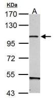 GRASP1 antibody [N1N2], N-term