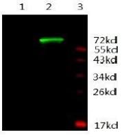 Androgen Receptor antibody [3C6-F12-F11]