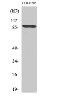Cadherin 9 antibody