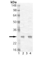 HSP25 antibody