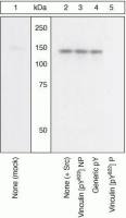 Vinculin (phospho Tyr822) antibody