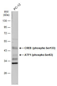 CREB (phospho Ser133) antibody