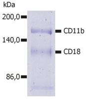 CD11b antibody [MEM-174]