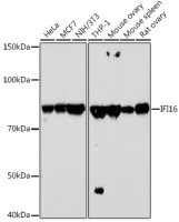 IFI16 antibody