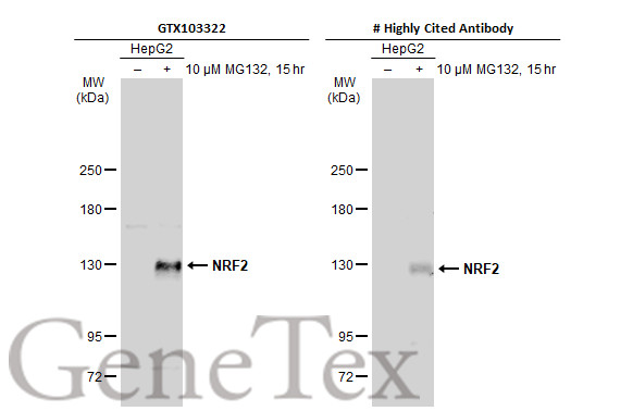 NRF2 antibody [N2C2], Internal产品图