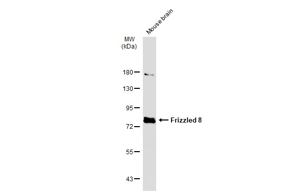 Frizzled 8 antibody