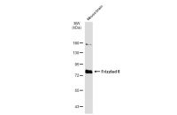 Frizzled 8 antibody