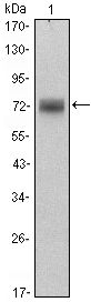 PLZF antibody [5B3]