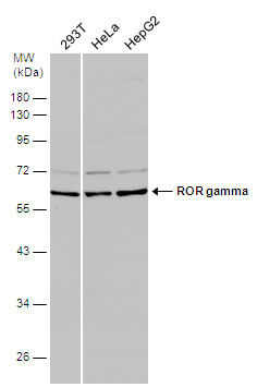 ROR gamma antibody