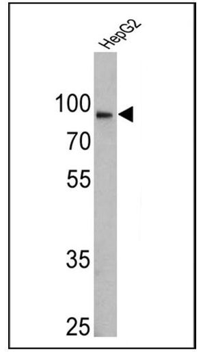 Calnexin antibody [AF18]
