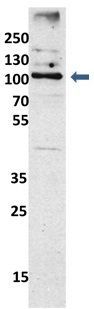 EXOC6 antibody, N-term