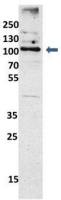 EXOC6 antibody, N-term