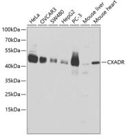 Coxsackie Adenovirus Receptor antibody