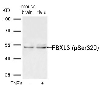 FBXL3 (phospho Ser320) antibody