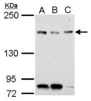 NFKBIL2 antibody [N1N2], N-term