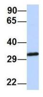 Gemin2 antibody, Internal