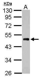 Ef1a antibody